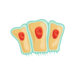 Human Cell lines Human Platelet Lysate