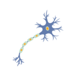 Animal Primary cells Human Platelet Lysate