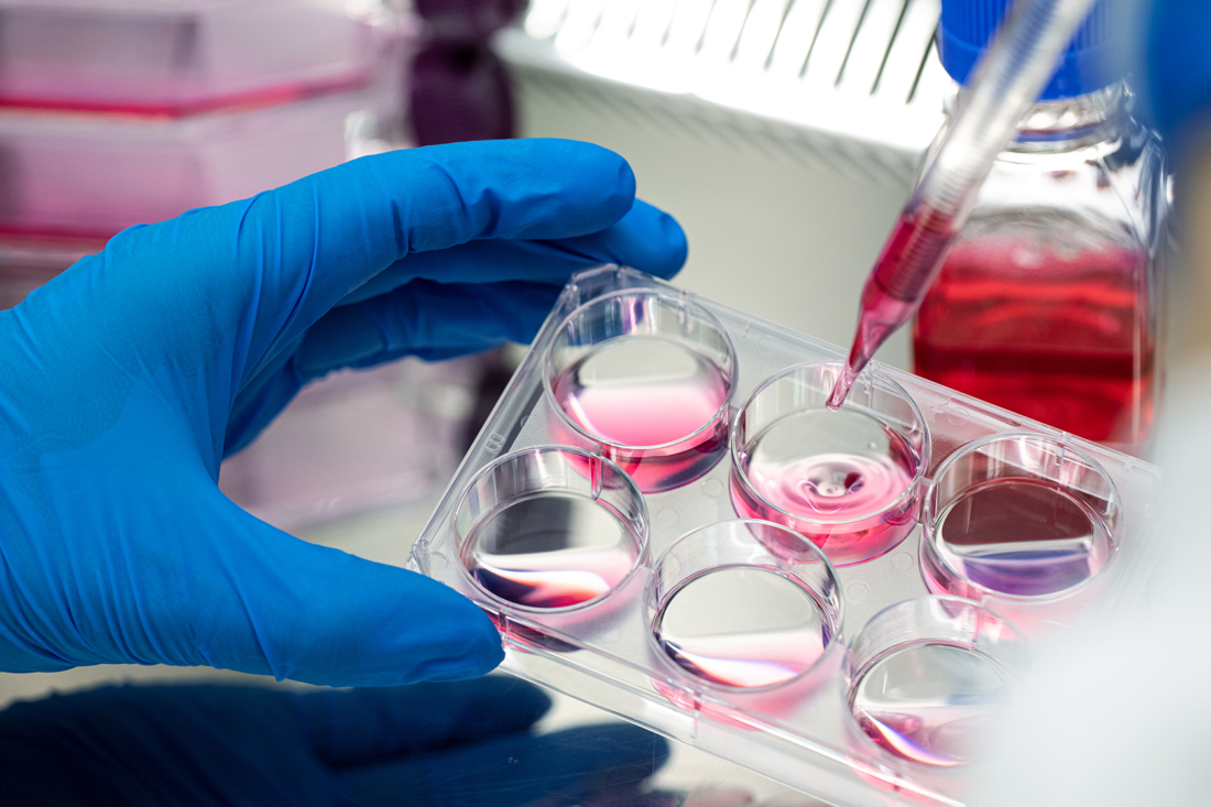 PL BioScience cell culturing with a 6-well plate. human platelet lysate for cell therapy